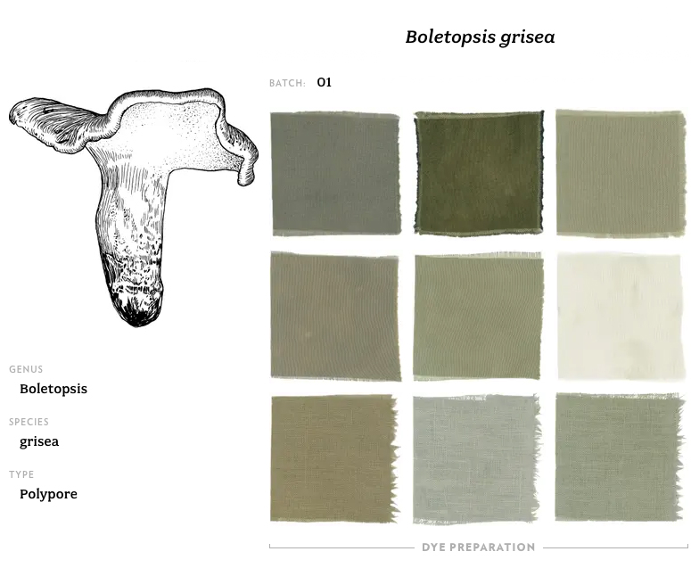 Mushroom Dye | Natural textile dyes derived from mushrooms